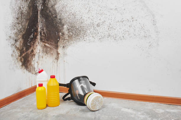 Best Basement Mold Remediation in Pelican Bay, TX