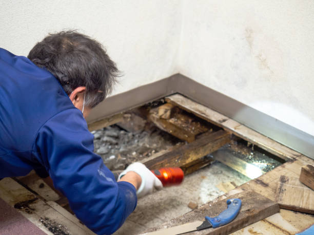 Best Mold Remediation for Specific Building Types in Pelican Bay, TX