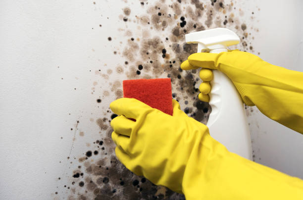 Professional Mold Remediation in Pelican Bay, TX