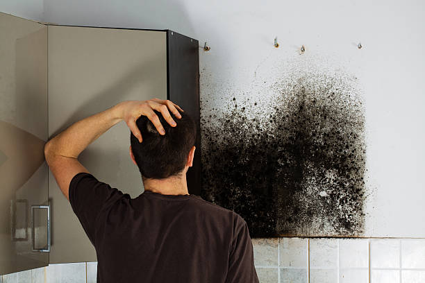 Best Attic Mold Remediation in Pelican Bay, TX